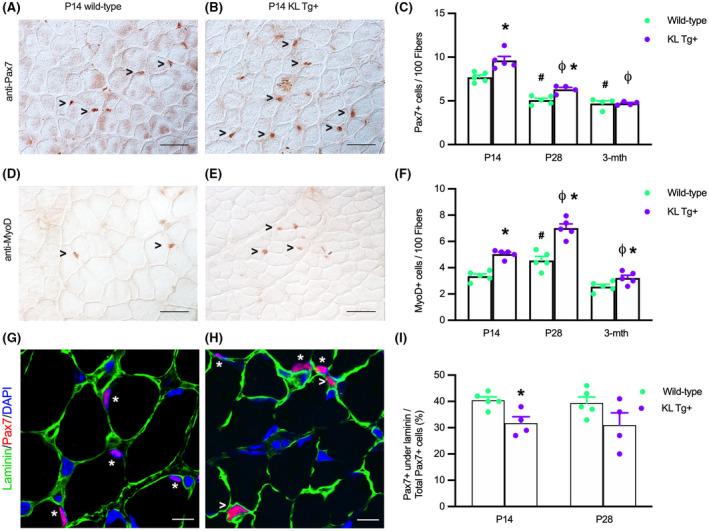 https://cdn.ncbi.nlm.nih.gov/pmc/blobs/0811/9307010/03d96e00333e/FSB2-36-0-g001.jpg