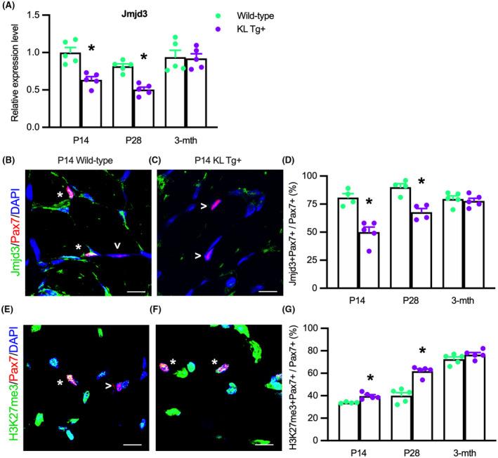 https://cdn.ncbi.nlm.nih.gov/pmc/blobs/0811/9307010/806a7f9e2970/FSB2-36-0-g010.jpg
