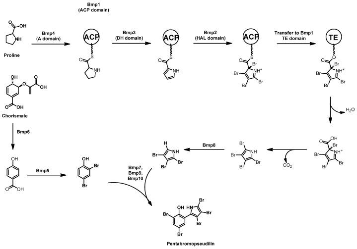 https://cdn.ncbi.nlm.nih.gov/pmc/blobs/0817/5577590/daa55d9ddefb/marinedrugs-15-00235-sch006.jpg
