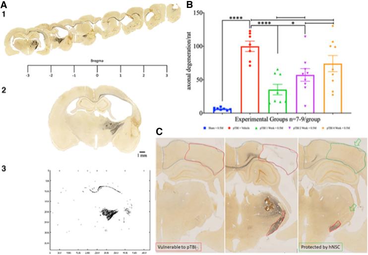 https://cdn.ncbi.nlm.nih.gov/pmc/blobs/081a/10122235/3668c17940b4/neur.2022.0087_figure2.jpg