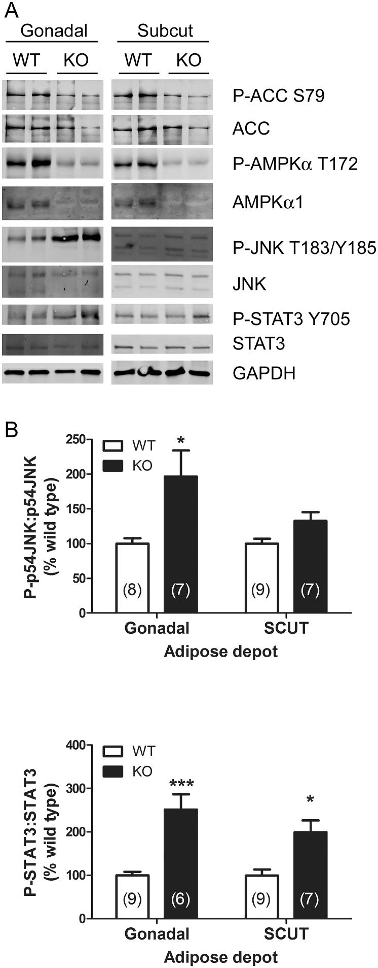 https://cdn.ncbi.nlm.nih.gov/pmc/blobs/081a/5228585/265c6f38ea5b/gr8.jpg
