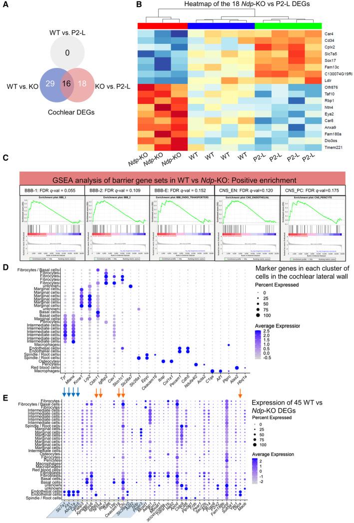 https://cdn.ncbi.nlm.nih.gov/pmc/blobs/081c/10565640/763adc6da3f1/EMMM-15-e17393-g005.jpg