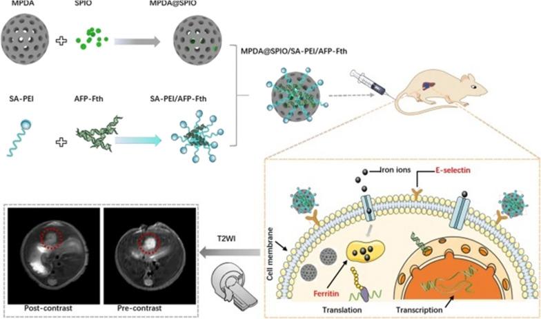 https://cdn.ncbi.nlm.nih.gov/pmc/blobs/081c/8613963/14ded7c4c7a7/12951_2021_1131_Fig6_HTML.jpg