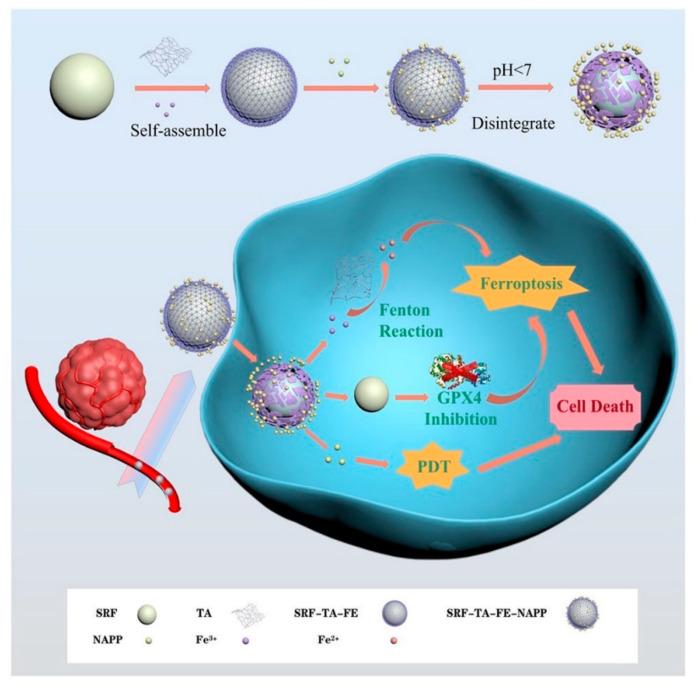 https://cdn.ncbi.nlm.nih.gov/pmc/blobs/0823/10223096/74079fa2614f/pharmaceutics-15-01323-g016.jpg
