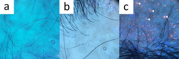 https://cdn.ncbi.nlm.nih.gov/pmc/blobs/0823/10890990/e9147b8f588f/13555_2024_1104_Fig24_HTML.jpg