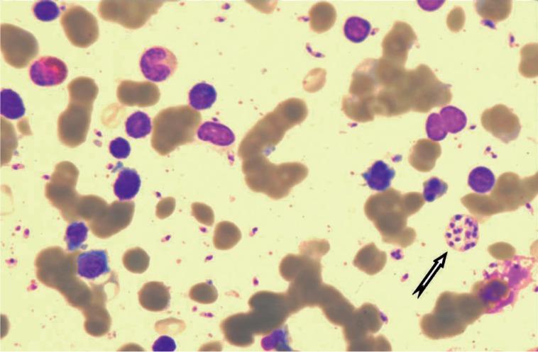 https://cdn.ncbi.nlm.nih.gov/pmc/blobs/0825/4028457/8059b6eeed1d/kjp-52-189-g001.jpg