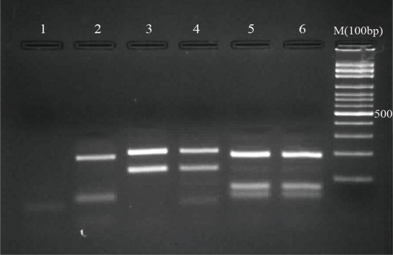 https://cdn.ncbi.nlm.nih.gov/pmc/blobs/0825/4028457/d25c43fd8827/kjp-52-189-g002.jpg