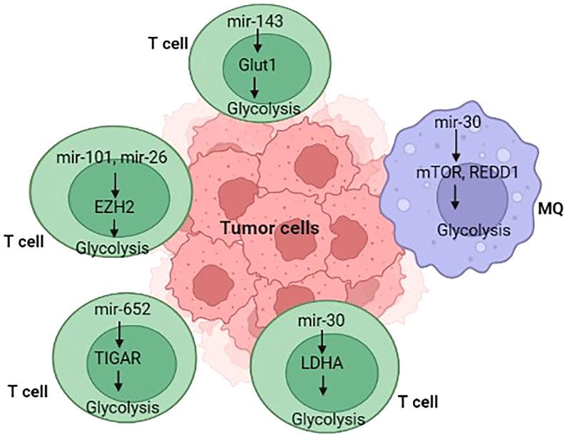 https://cdn.ncbi.nlm.nih.gov/pmc/blobs/0827/9723351/507bbba29e52/fonc-12-1042196-g003.jpg