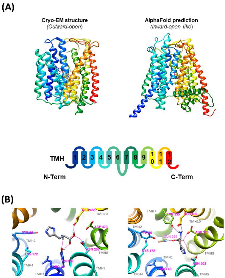 https://cdn.ncbi.nlm.nih.gov/pmc/blobs/082d/11275134/9f858315c939/biomolecules-14-00771-g007.jpg