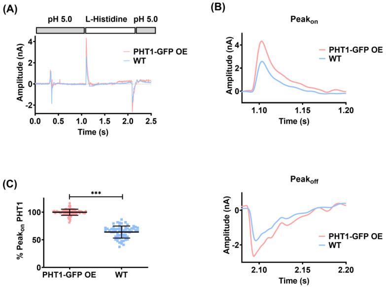 https://cdn.ncbi.nlm.nih.gov/pmc/blobs/082d/11275134/f6d482384942/biomolecules-14-00771-g003.jpg