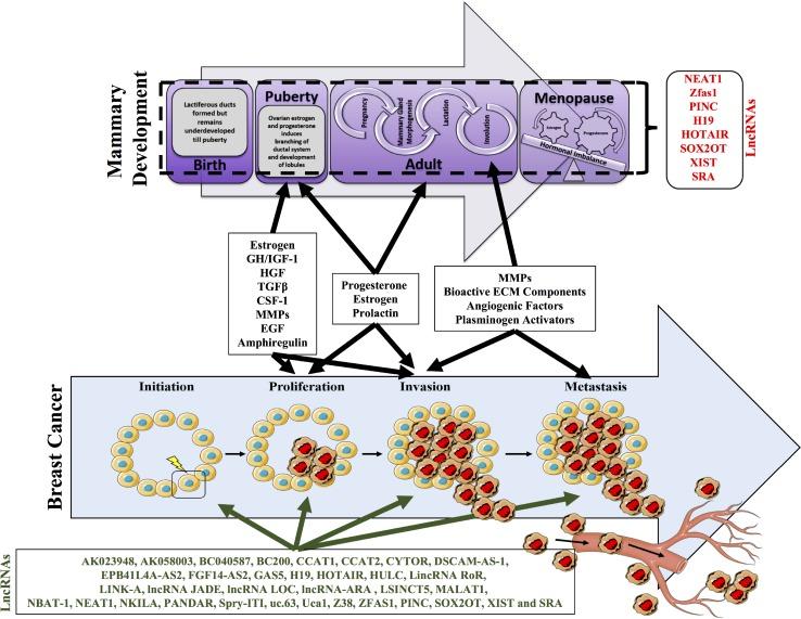 https://cdn.ncbi.nlm.nih.gov/pmc/blobs/082e/5929455/2ba48e8b6153/oncotarget-09-20179-g003.jpg