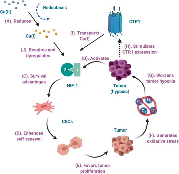 https://cdn.ncbi.nlm.nih.gov/pmc/blobs/082e/7145880/1b8d90938e97/13550_2020_621_Fig2_HTML.jpg