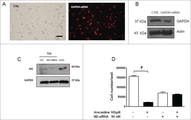 https://cdn.ncbi.nlm.nih.gov/pmc/blobs/0831/4622460/9651a49f0a1e/kcbt-15-11-955740-g003.jpg
