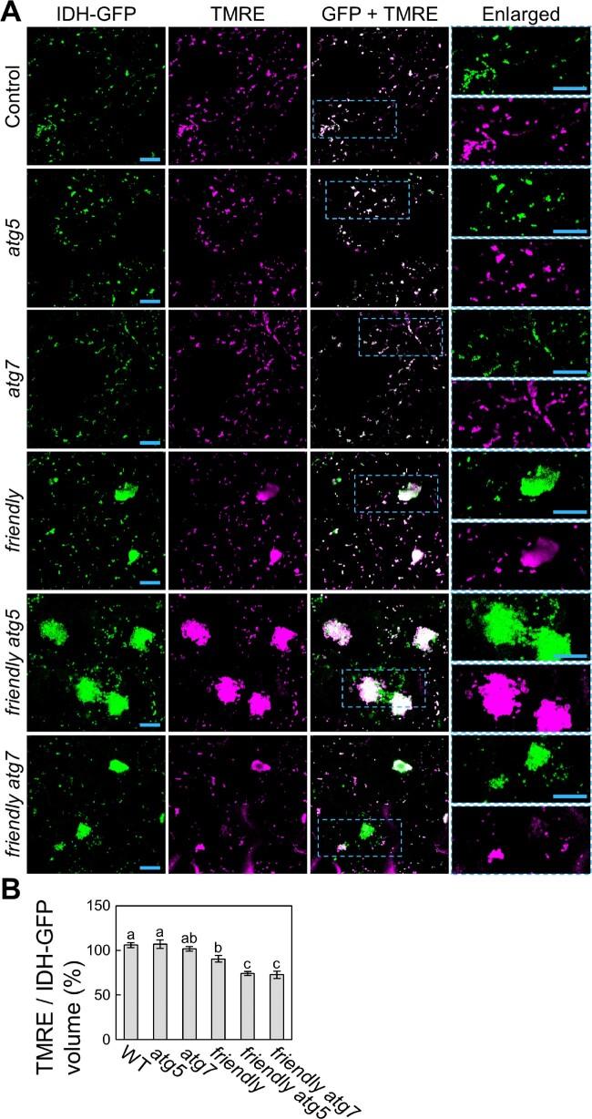 https://cdn.ncbi.nlm.nih.gov/pmc/blobs/0831/8112837/6ac7aacd6143/pcaa162f9.jpg