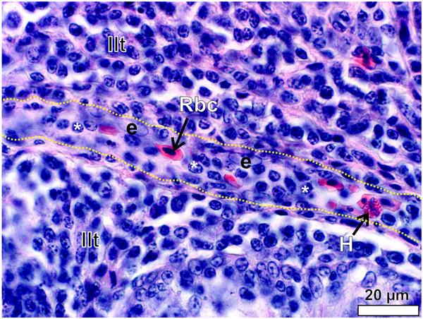 https://cdn.ncbi.nlm.nih.gov/pmc/blobs/0837/3502113/62f9e0e6f019/1742-9994-9-21-14.jpg