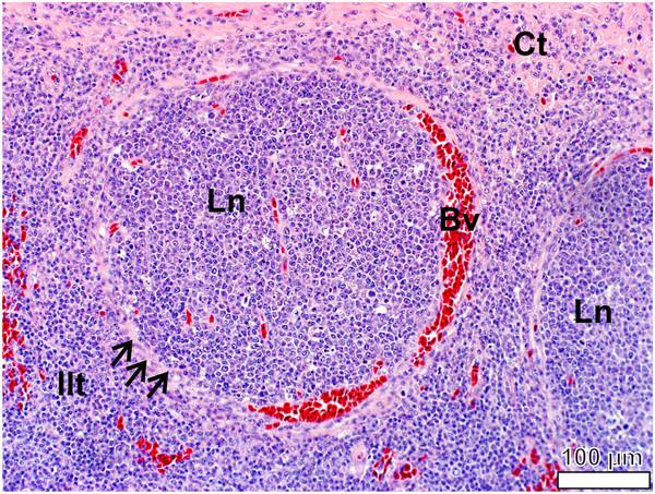 https://cdn.ncbi.nlm.nih.gov/pmc/blobs/0837/3502113/e13ba341f845/1742-9994-9-21-12.jpg