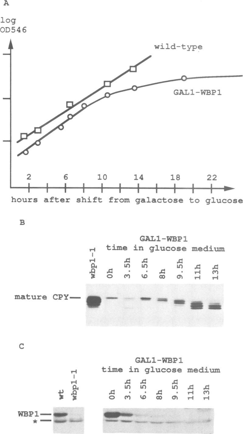 https://cdn.ncbi.nlm.nih.gov/pmc/blobs/0838/556673/5d7f884ba1ea/emboj00091-0082-a.jpg