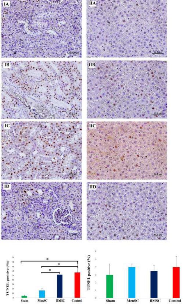 https://cdn.ncbi.nlm.nih.gov/pmc/blobs/0839/10237164/9eeef772b70b/IJBMS-26-645-g005.jpg
