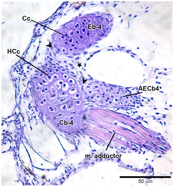 https://cdn.ncbi.nlm.nih.gov/pmc/blobs/083a/3630151/029c17eda365/pone.0062389.g005.jpg