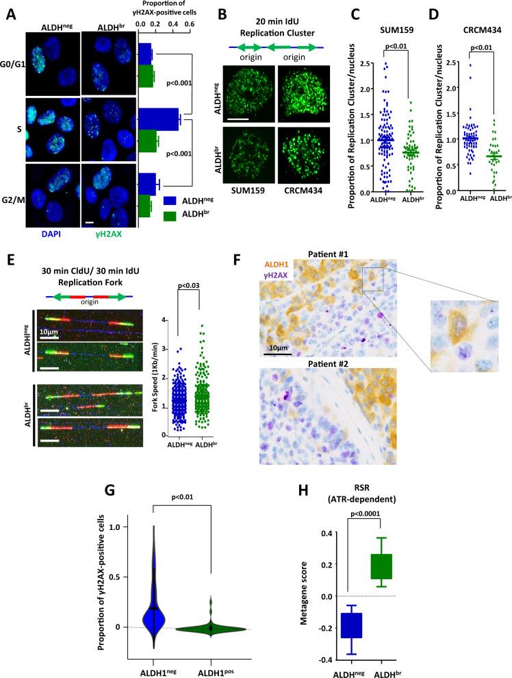 https://cdn.ncbi.nlm.nih.gov/pmc/blobs/083a/8811067/01ee86d59d91/41419_2022_4538_Fig1_HTML.jpg