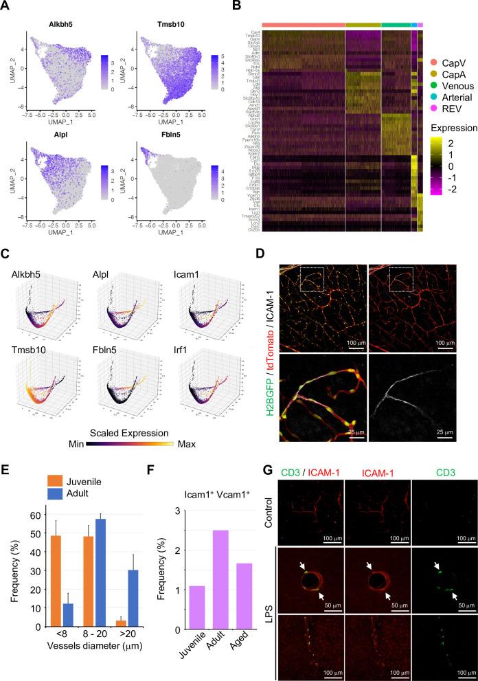 https://cdn.ncbi.nlm.nih.gov/pmc/blobs/083a/9566870/0c3bae47540b/elife-57520-fig2-figsupp3.jpg