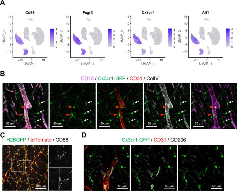 https://cdn.ncbi.nlm.nih.gov/pmc/blobs/083a/9566870/18e38c782121/elife-57520-fig3-figsupp1.jpg