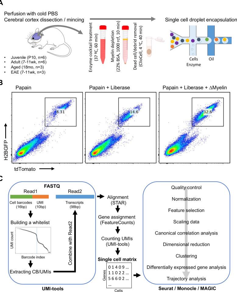 https://cdn.ncbi.nlm.nih.gov/pmc/blobs/083a/9566870/4d99be336d95/elife-57520-fig1-figsupp1.jpg
