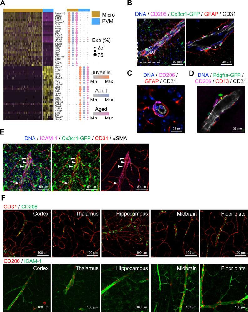 https://cdn.ncbi.nlm.nih.gov/pmc/blobs/083a/9566870/543495e702a2/elife-57520-fig3.jpg