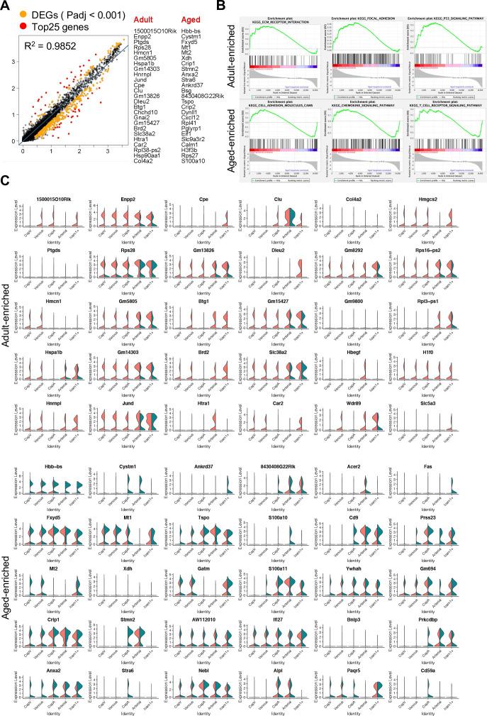 https://cdn.ncbi.nlm.nih.gov/pmc/blobs/083a/9566870/569391753b98/elife-57520-fig2-figsupp2.jpg