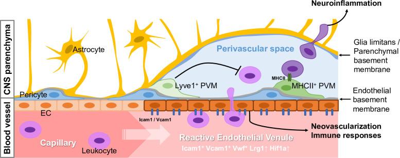 https://cdn.ncbi.nlm.nih.gov/pmc/blobs/083a/9566870/887cac47a834/elife-57520-fig7-figsupp2.jpg