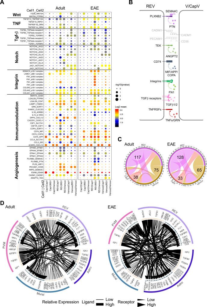 https://cdn.ncbi.nlm.nih.gov/pmc/blobs/083a/9566870/a3625ad3b8b0/elife-57520-fig7.jpg
