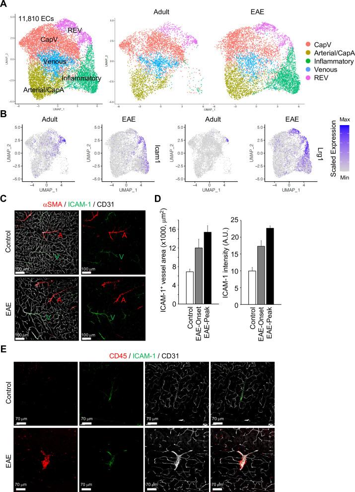 https://cdn.ncbi.nlm.nih.gov/pmc/blobs/083a/9566870/cbf8202deaff/elife-57520-fig5.jpg
