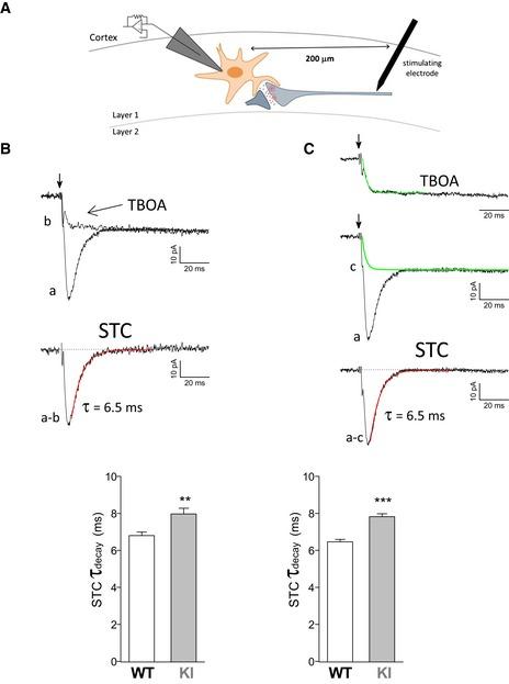 https://cdn.ncbi.nlm.nih.gov/pmc/blobs/083d/4967947/08a5206e081e/EMMM-8-967-g002.jpg