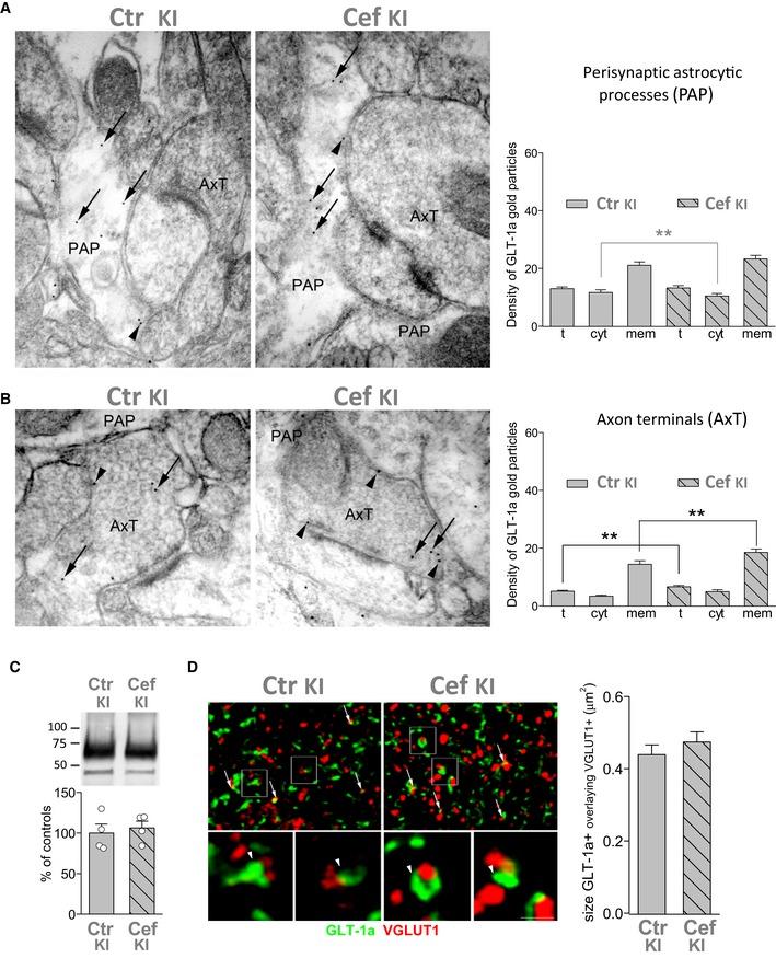 https://cdn.ncbi.nlm.nih.gov/pmc/blobs/083d/4967947/7b444a6aae37/EMMM-8-967-g011.jpg
