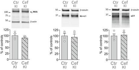 https://cdn.ncbi.nlm.nih.gov/pmc/blobs/083d/4967947/c223b06e23c0/EMMM-8-967-g005.jpg