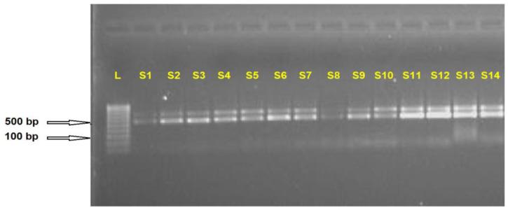 https://cdn.ncbi.nlm.nih.gov/pmc/blobs/0846/10780758/7fbe7cb52c4f/plants-13-00005-g001.jpg