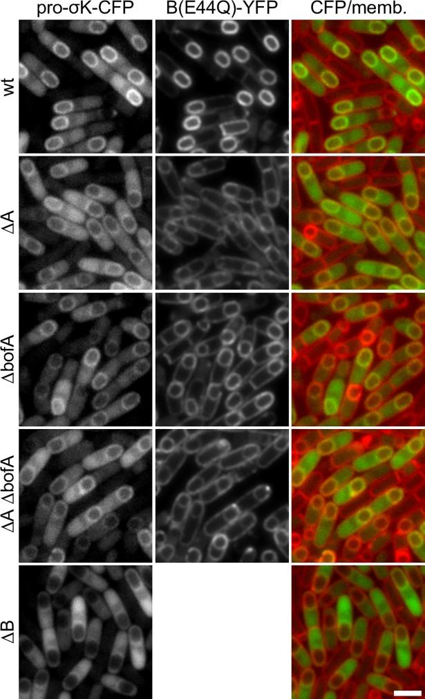 https://cdn.ncbi.nlm.nih.gov/pmc/blobs/0846/6242693/f3b7aa4699a0/pgen.1007753.g003.jpg