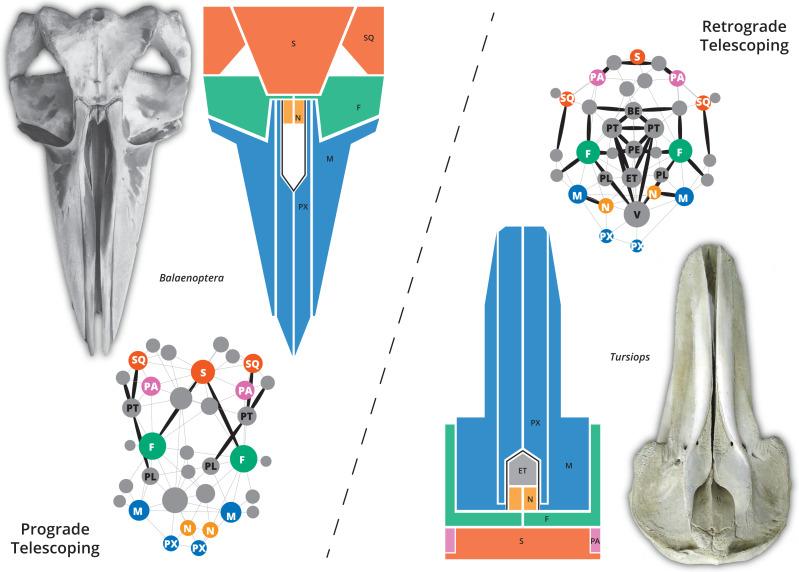 https://cdn.ncbi.nlm.nih.gov/pmc/blobs/0849/9080436/959352981947/peerj-10-13392-g001.jpg