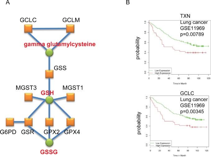 https://cdn.ncbi.nlm.nih.gov/pmc/blobs/084b/3926850/b809a133fd60/oncotarget-04-2577-g002.jpg