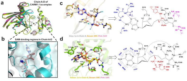 https://cdn.ncbi.nlm.nih.gov/pmc/blobs/084f/6917500/dacafa09b58b/elife-47110-fig4.jpg