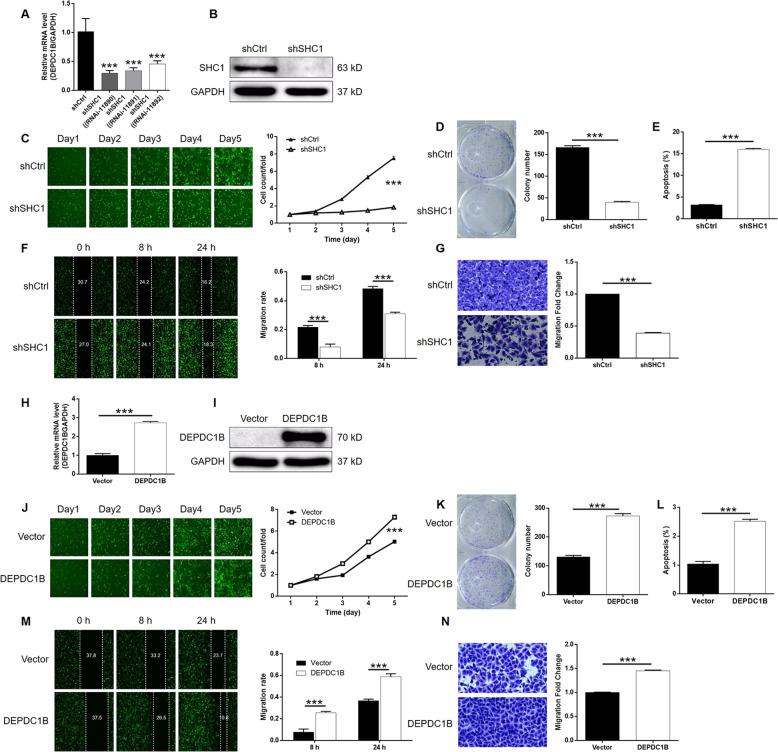 https://cdn.ncbi.nlm.nih.gov/pmc/blobs/0851/7672062/1b1c6af7c335/41419_2020_3190_Fig5_HTML.jpg