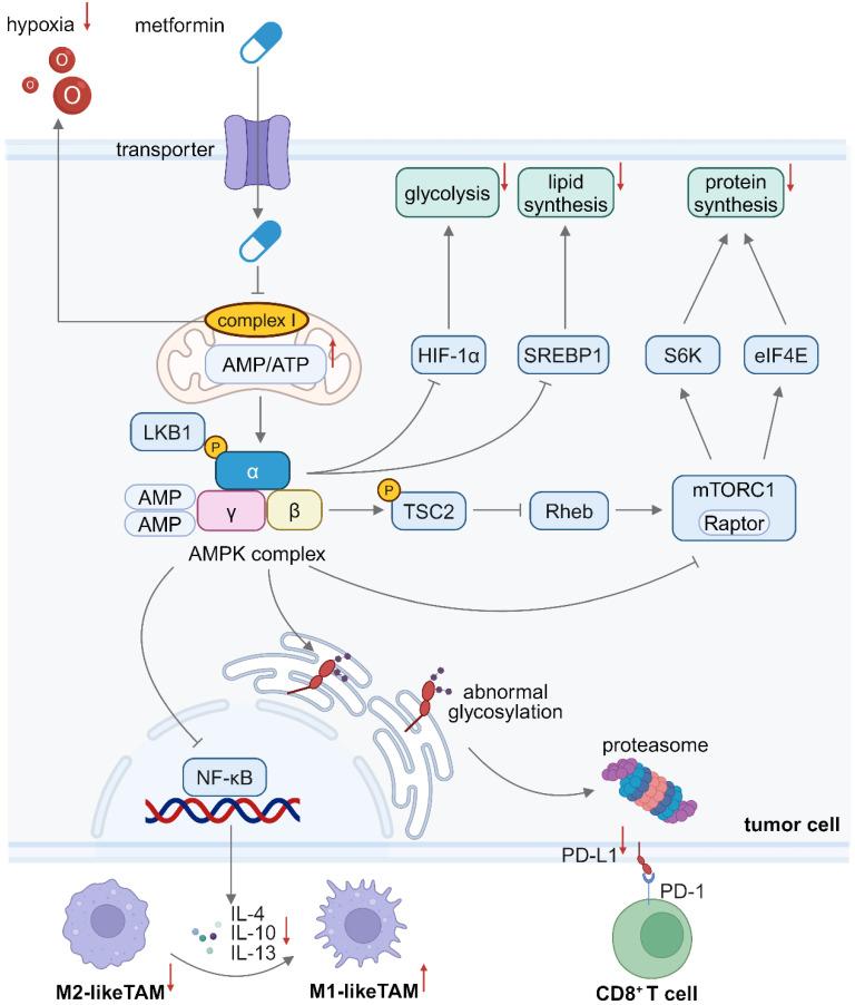 https://cdn.ncbi.nlm.nih.gov/pmc/blobs/0856/11700864/4272d0a790e6/thnov15p0993g001.jpg