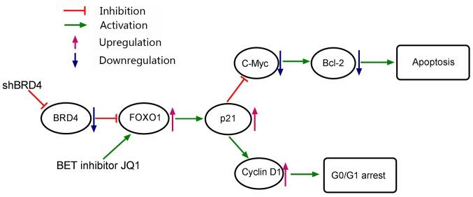 https://cdn.ncbi.nlm.nih.gov/pmc/blobs/0859/6203153/2666fe46ae54/IJO-53-06-2503-g09.jpg