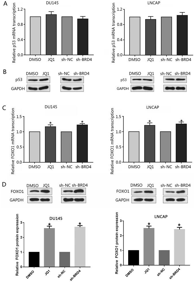 https://cdn.ncbi.nlm.nih.gov/pmc/blobs/0859/6203153/9545c521e588/IJO-53-06-2503-g06.jpg