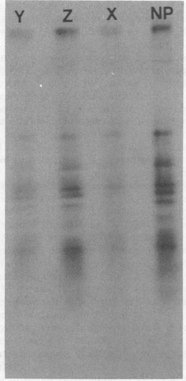 https://cdn.ncbi.nlm.nih.gov/pmc/blobs/085a/353311/e9362be2db32/jvirol00184-0183-a.jpg