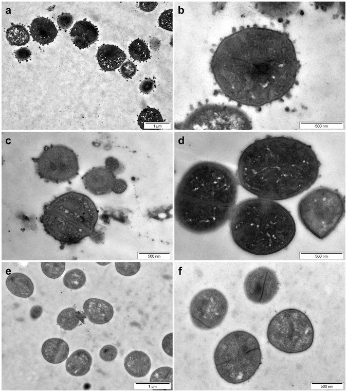 https://cdn.ncbi.nlm.nih.gov/pmc/blobs/085d/6212518/881638f68995/41598_2018_34467_Fig2_HTML.jpg