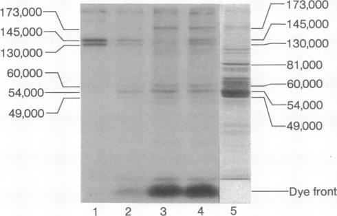 https://cdn.ncbi.nlm.nih.gov/pmc/blobs/085e/348622/cee985a77a71/pnas00667-0242-b.jpg