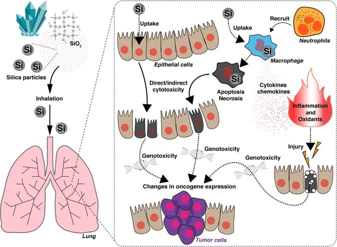 https://cdn.ncbi.nlm.nih.gov/pmc/blobs/085e/6207090/eb8a1c048c07/lctt-9-091Fig1.jpg