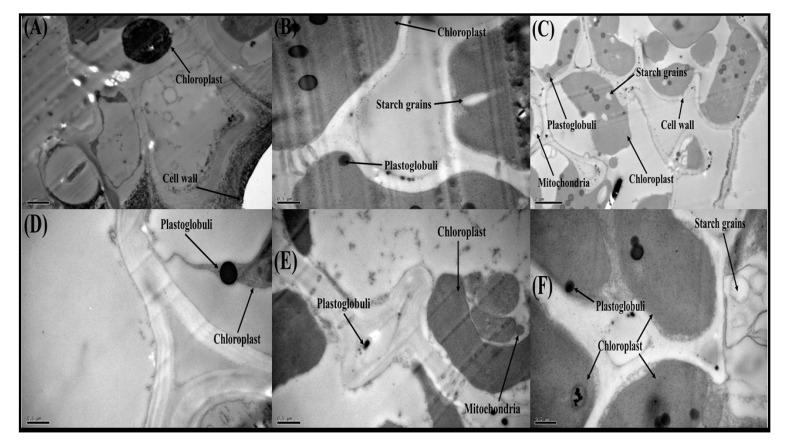 https://cdn.ncbi.nlm.nih.gov/pmc/blobs/085e/7766819/25586beacb62/biomolecules-10-01693-g008.jpg