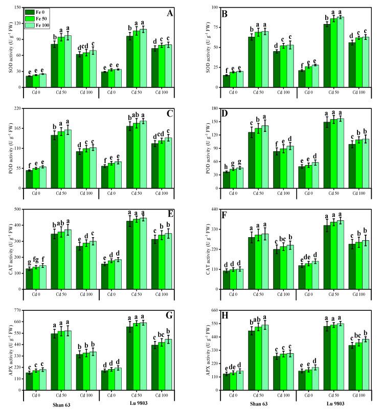 https://cdn.ncbi.nlm.nih.gov/pmc/blobs/085e/7766819/939b2b5e99fe/biomolecules-10-01693-g004.jpg